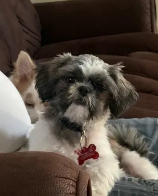 Tootie - ADOPTION IN PROCESS