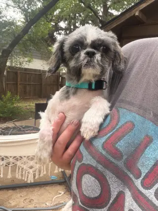 Tootie - ADOPTION IN PROCESS