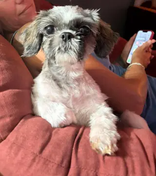 Tootie - ADOPTION IN PROCESS