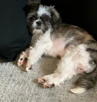 Tootie - ADOPTION IN PROCESS