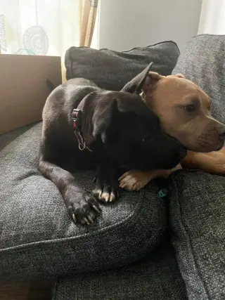 Mollie (AL)