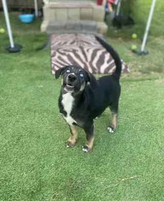 Millie