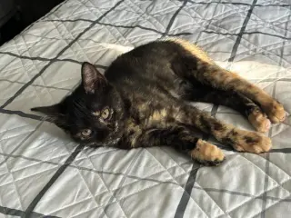 Stella