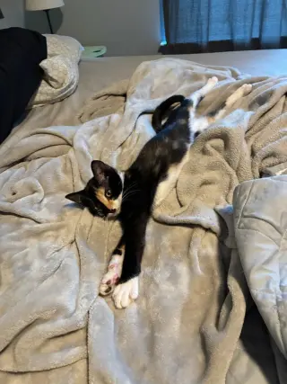 Nova