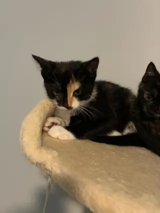 Nova