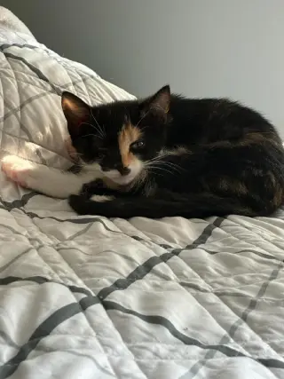 Nova