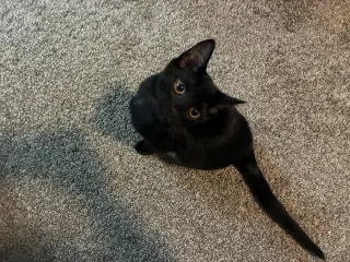 Leo