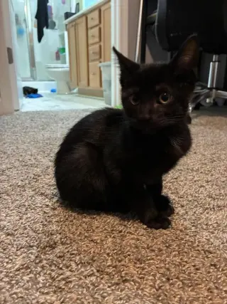 Leo