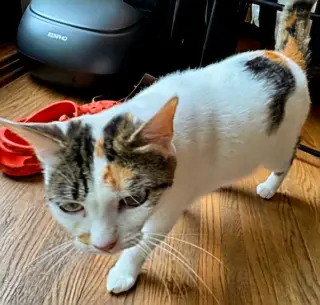 MAMA MAPLE