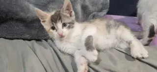 Sandy's Ariel KITTEN