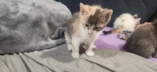 Sandy's Ariel KITTEN