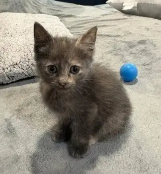 Sandy's Jasmine KITTEN
