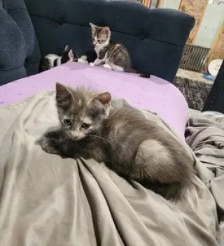 Sandy's Jasmine KITTEN