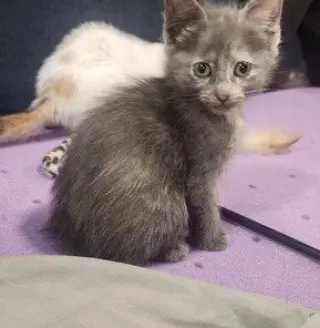 Sandy's Jasmine KITTEN