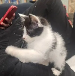 Sandy's Cinderella KITTEN