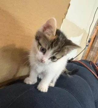 Sandy's Snow White KITTEN