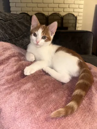 Griffin ( Nicole)