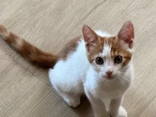 Griffin ( Nicole)