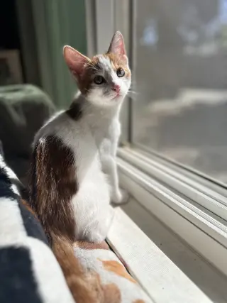 Griffin ( Nicole)