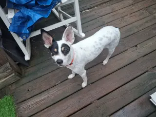 FRANKY