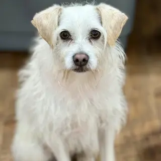 Benji