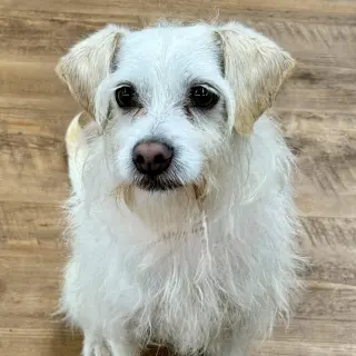 Benji