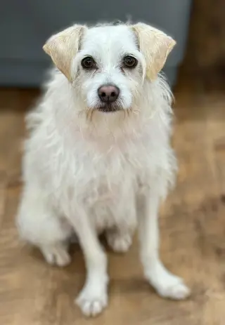Benji