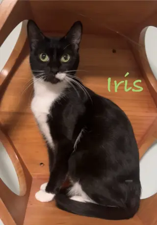 Iris