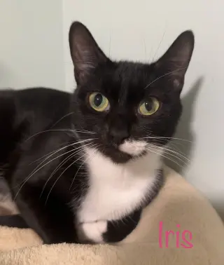 Iris