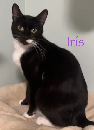 Iris