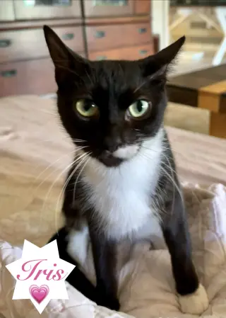 Iris