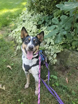 Callie