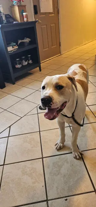 HAMBONE