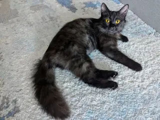 Milly