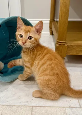 GIMLI - Adoption Pending!