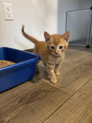 GIMLI - Adoption Pending!