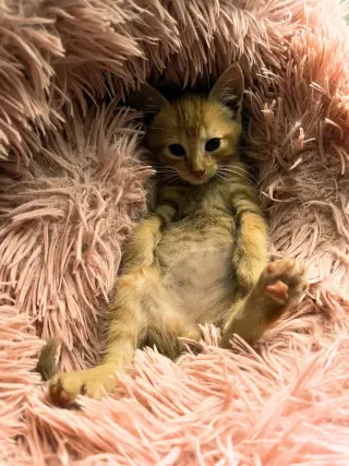 GIMLI - Adoption Pending!