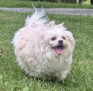 Dumplin
