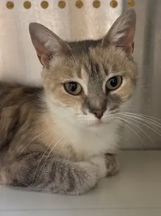 EVELYN