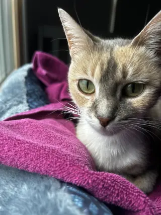 EVELYN