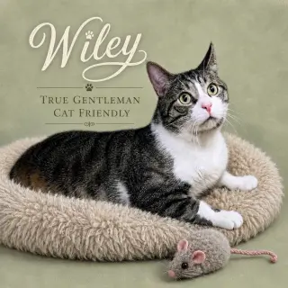 Wiley (FCID# 01/24/2025 - 101) Willow Grove