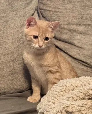 Tyrion