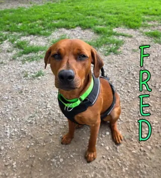 Fred