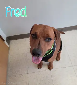 Fred