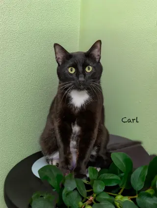 Carl