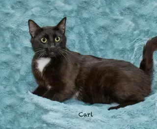 Carl