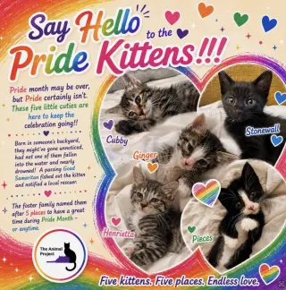 Cubby, Ginger, Pieces, Henrietta, Stonewall