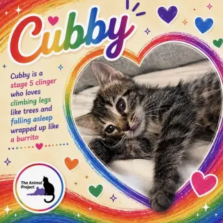 Cubby, Ginger, Pieces, Henrietta, Stonewall