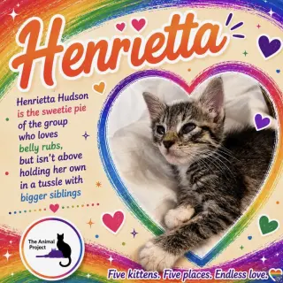 Cubby, Ginger, Pieces, Henrietta, Stonewall