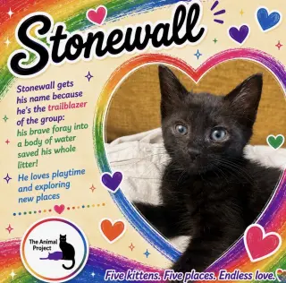 Cubby, Ginger, Pieces, Henrietta, Stonewall
